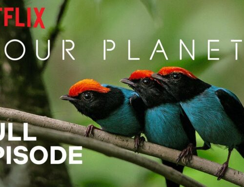 “Our planet” (2019) / “Our planet II” (2023)